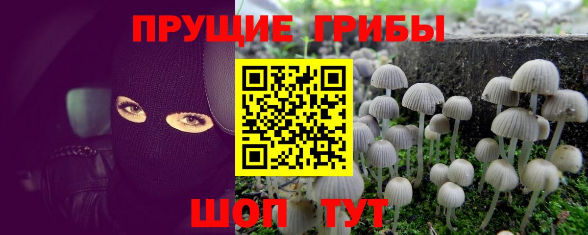 Кемерово  Псилоцибиновые грибы MAGIC MUSHROOMS  Псилоцибиновые грибы MAGIC MUSHROOMS  Вход с VPN 